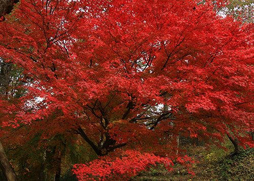 寂地峡の紅葉 さくらこのお気楽デジカメ日記